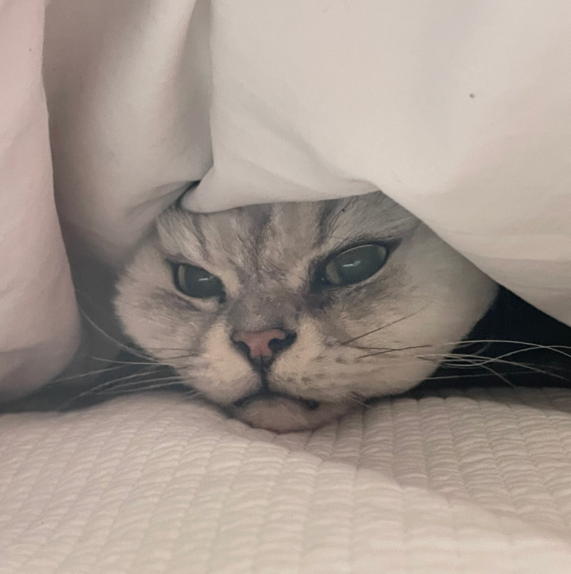 이불 속 루루