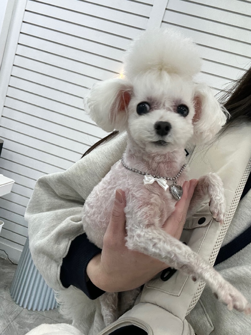 미용하고 놀림받은 우래기...ㅎㅎ