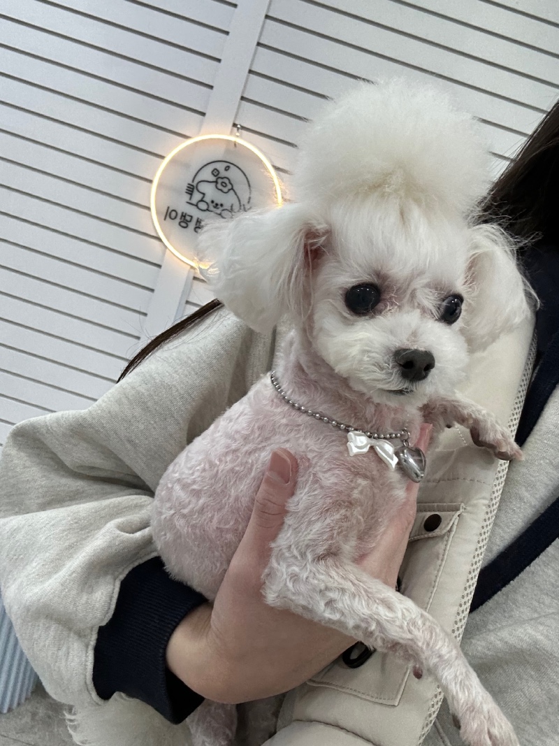 미용하고 놀림받은 우래기...ㅎㅎ