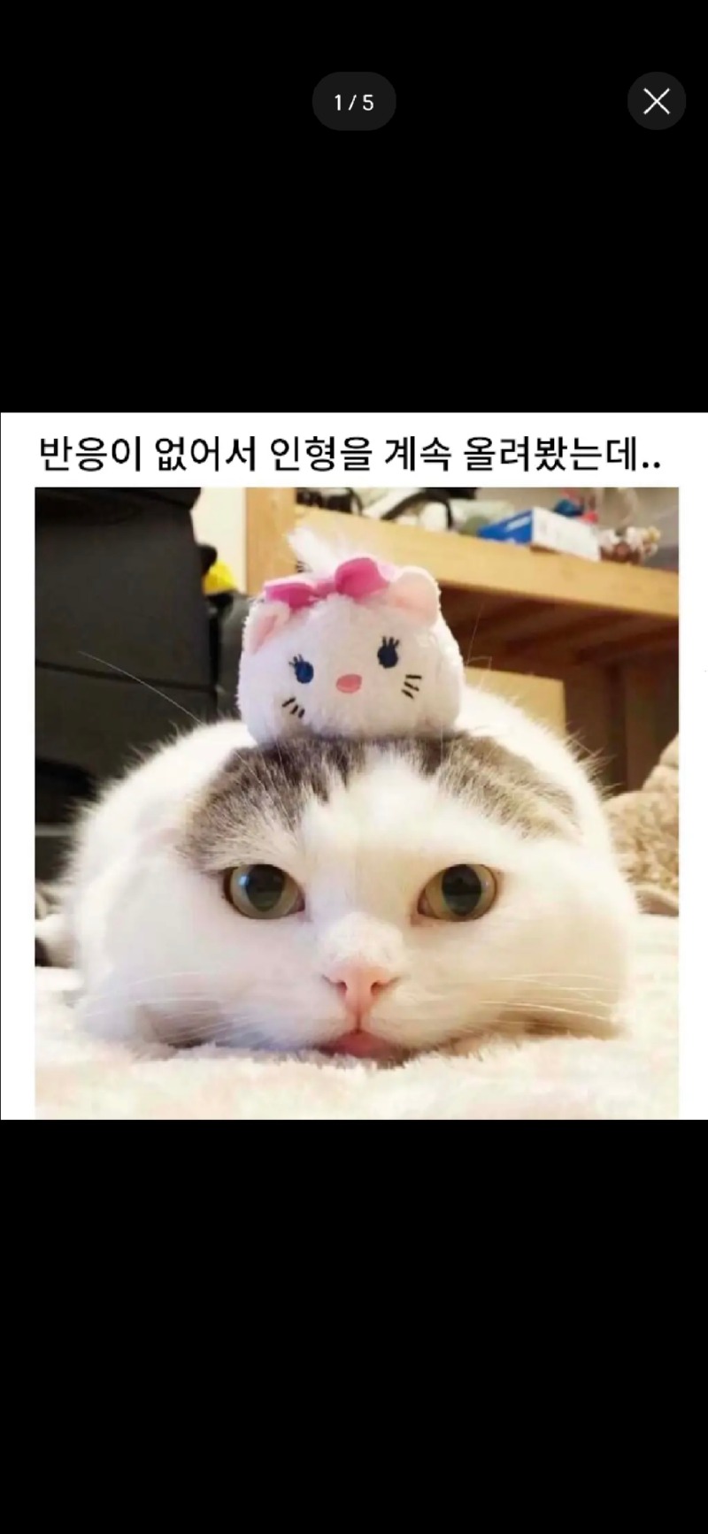 고양이는 어디까지 참을까?