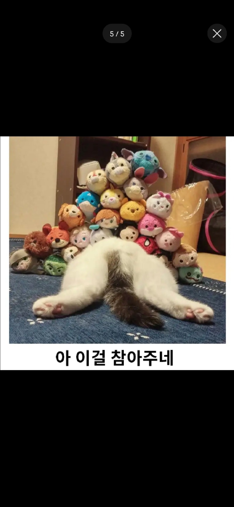 고양이는 어디까지 참을까?