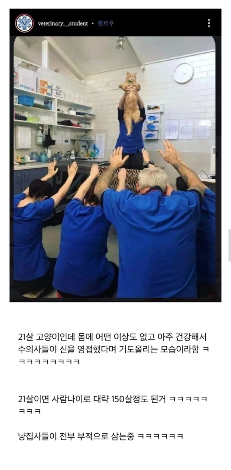 동물병원에 등장한 고양이 신 