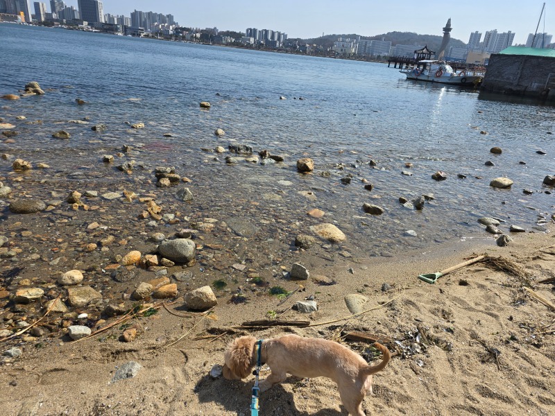 속초 반려견동반카페, 칠성조선소!! 핫플레이스로 ㄱㄱ
