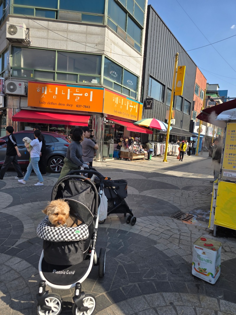 속초중앙시장, 반려견과 함께 하는 지역시장 구경!