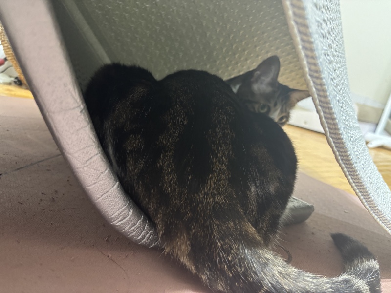 거울을 사랑한 냥이