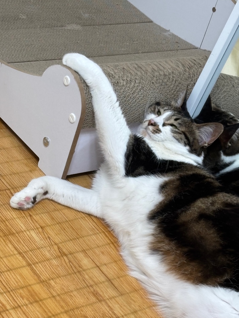 거울을 사랑한 냥이