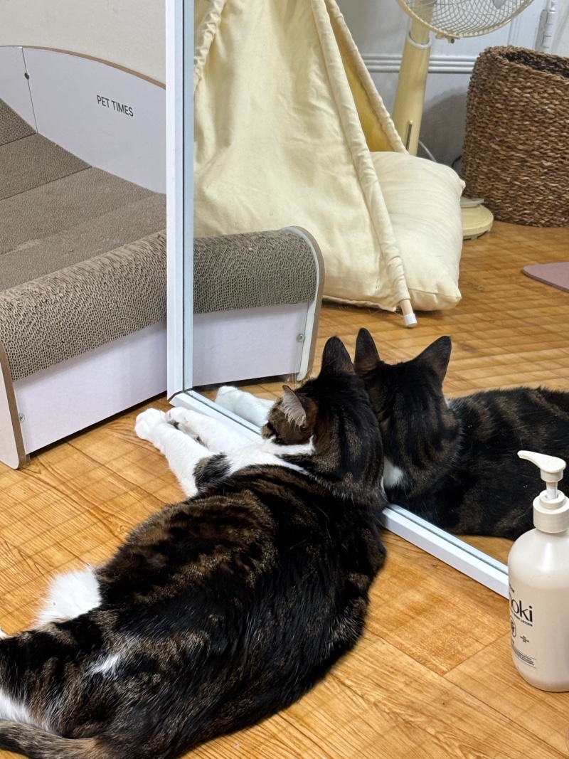거울을 사랑한 냥이