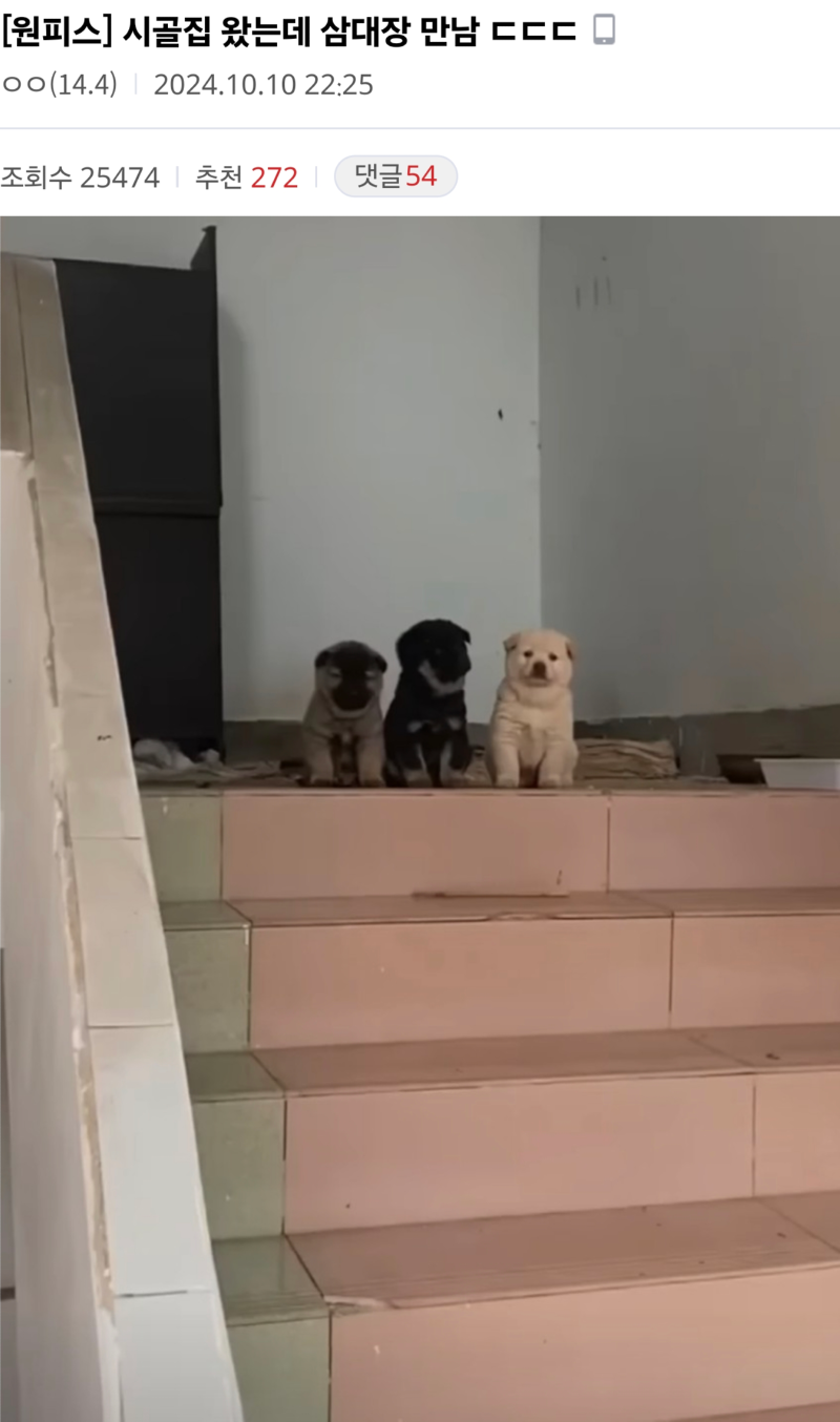 시골 집을 지키는 삼대장 ㅎㄷㄷㄷ