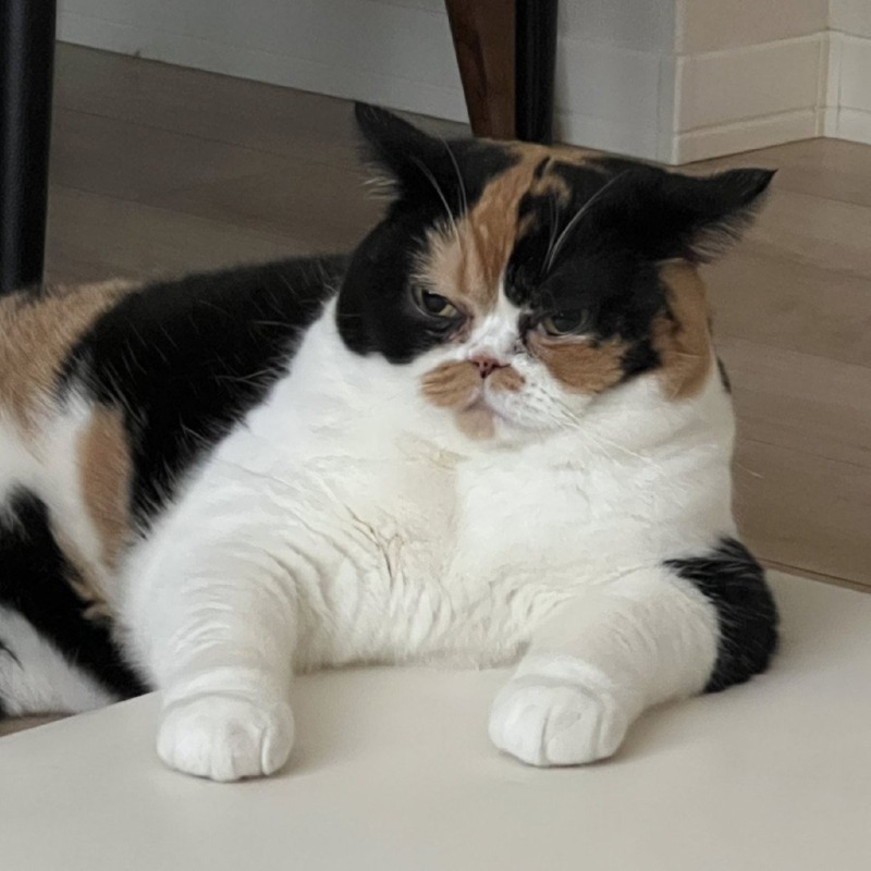 이 고양이는 커서 이렇게 되었습니다. 