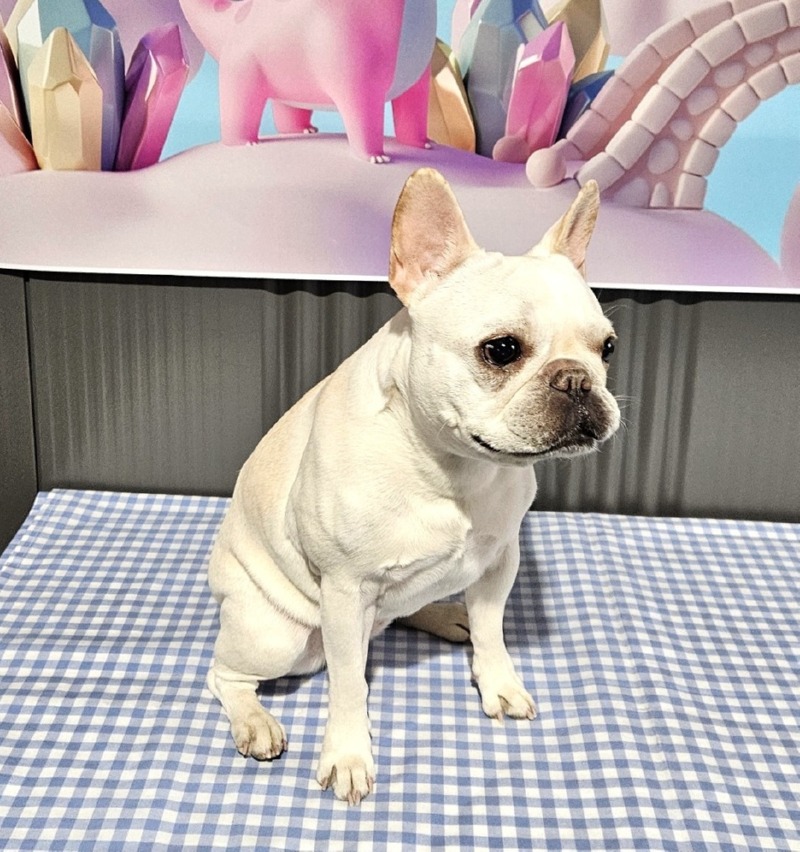 찐빵이 