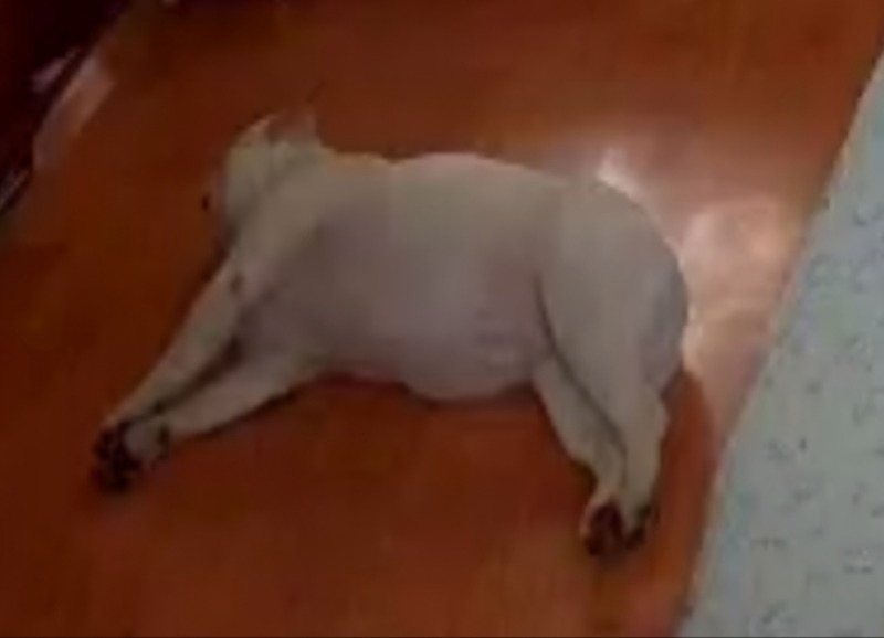 찐빵이 