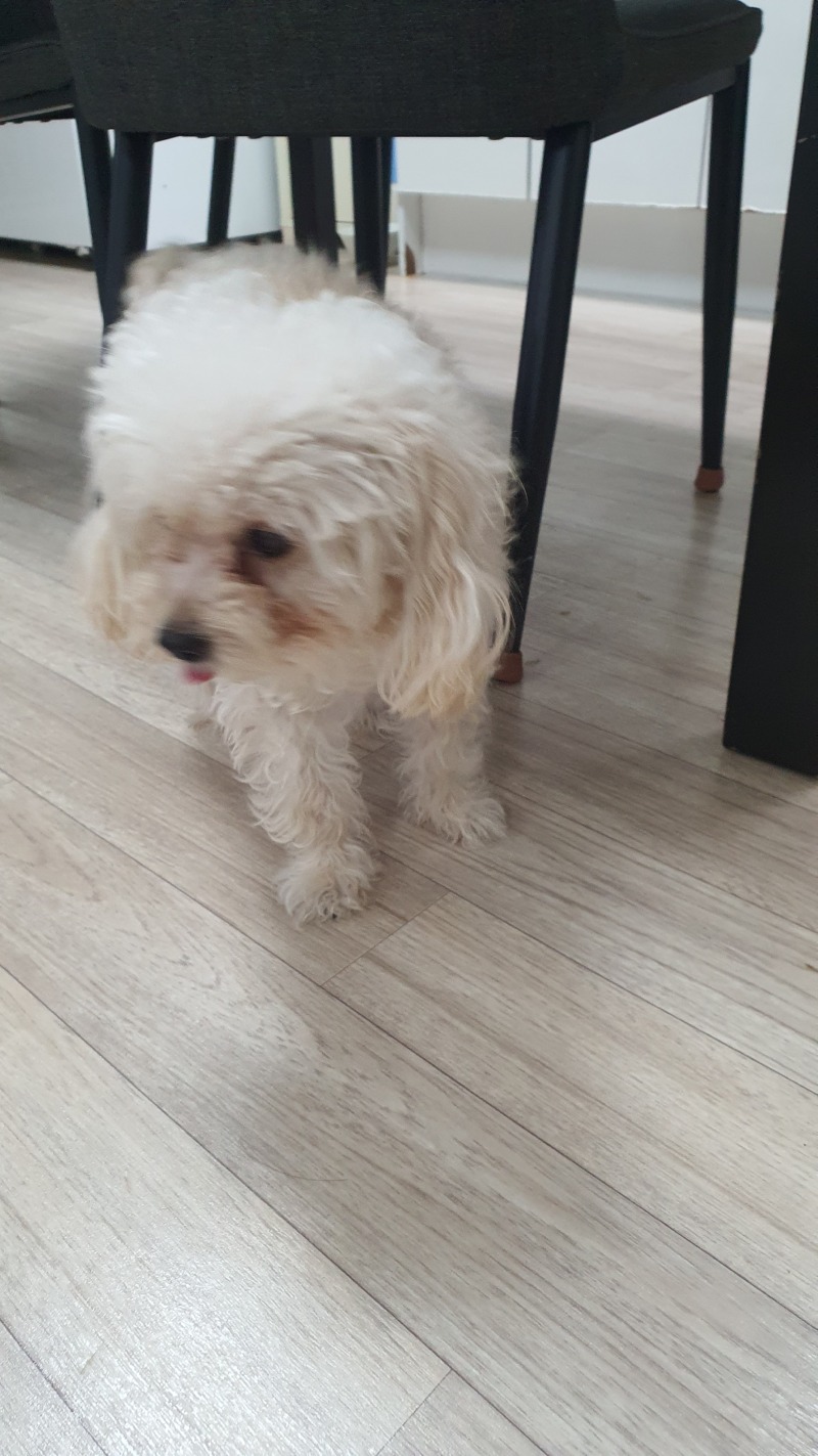 행복한 오후 탕이