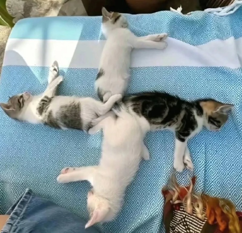 고양이 네 마리가 자고 있는데 