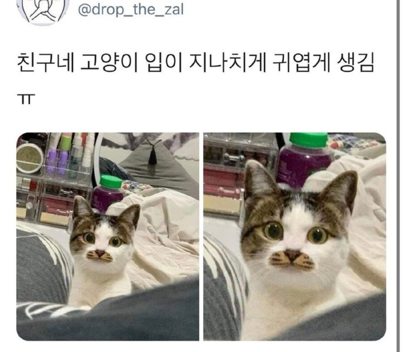 입이 너무 귀엽게 생긴 고양이 ㅠㅠㅠ 