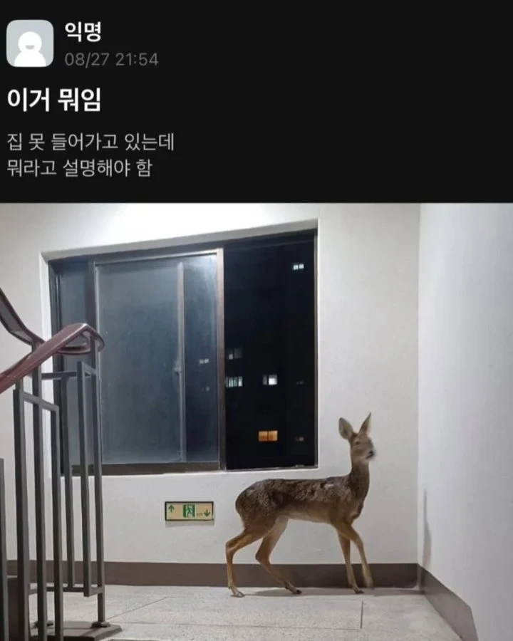 집에 못들어 가는데 뭐라고 설명 해야 됨?.jpg