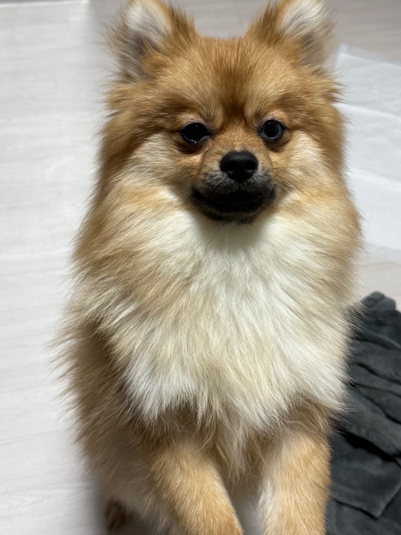 간식달라고 조르는중