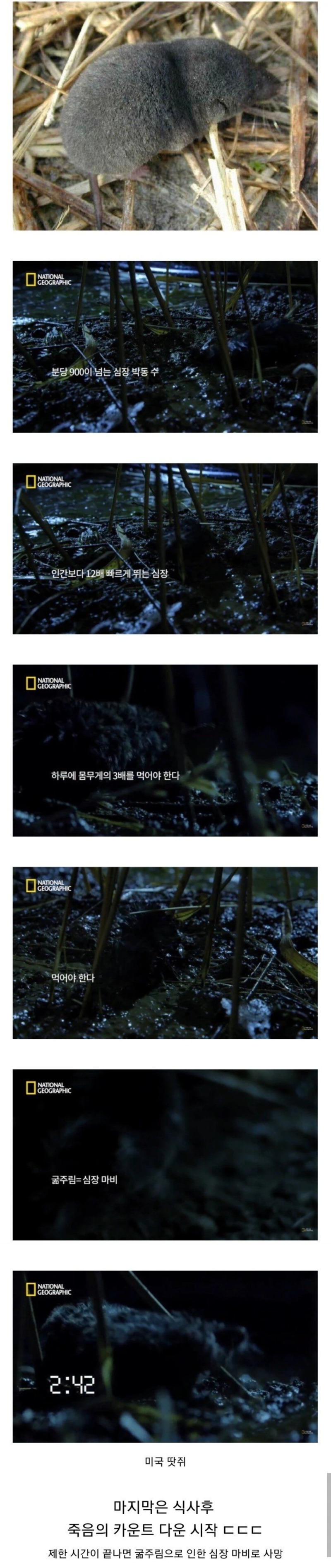 하루라도 굶으면 죽는 생물
