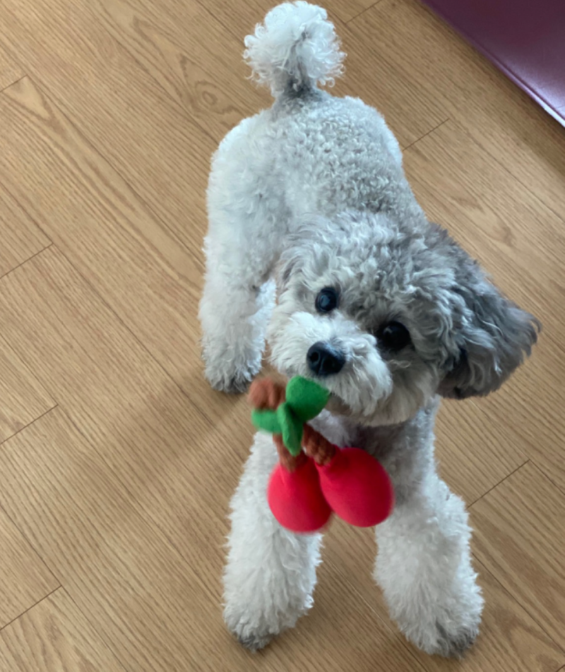 삑삑이 설이
