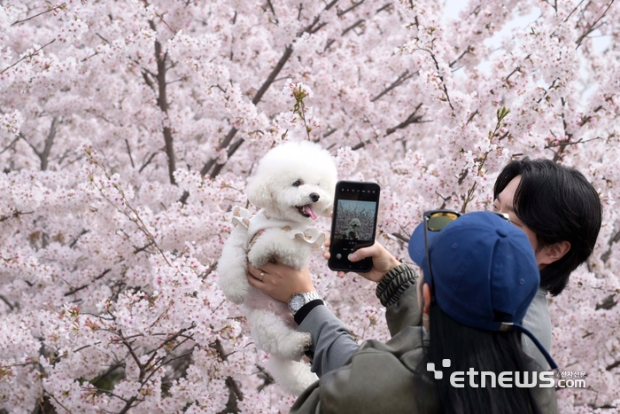 오늘자 만개한 서울 양재천 벚꽃.jpg