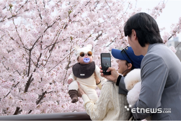 오늘자 만개한 서울 양재천 벚꽃.jpg