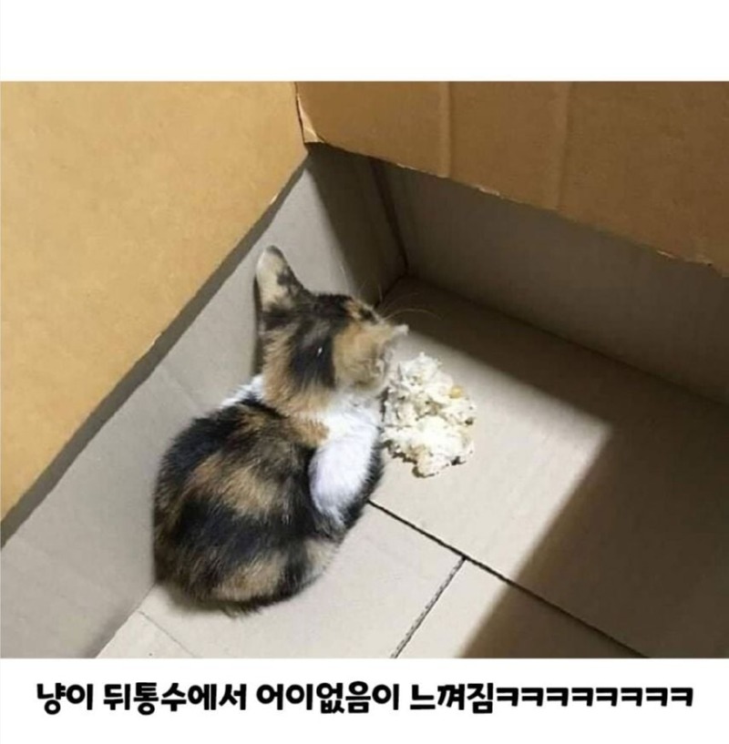고양이가 밥을 안먹어요... 