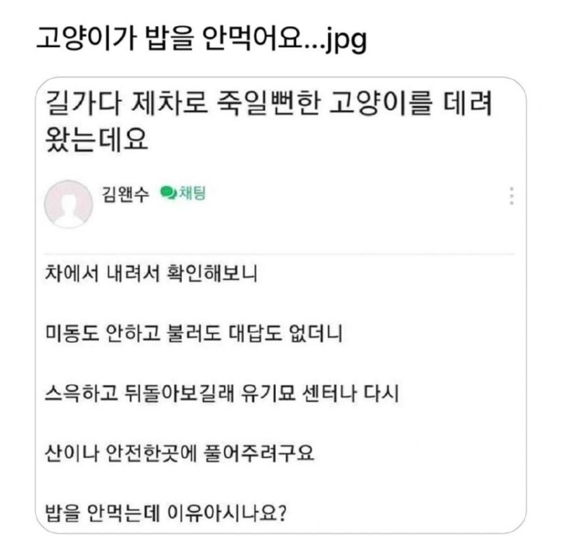 고양이가 밥을 안먹어요... 