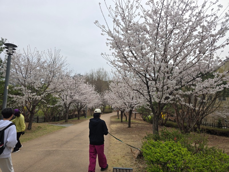 파주 벚꽃명소, 산내공원에서 반려견 산책