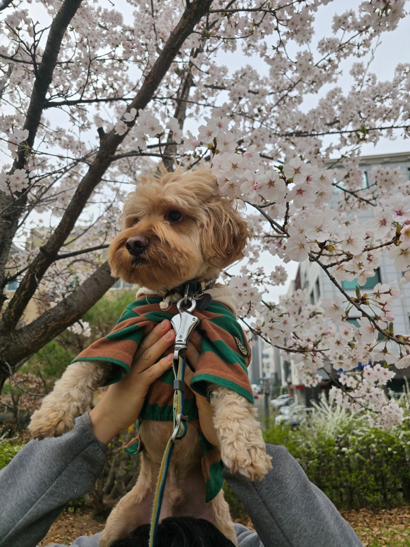 파주 벚꽃명소, 산내공원에서 반려견 산책