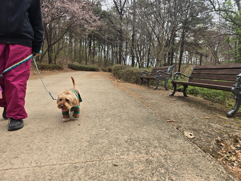 파주 벚꽃명소, 산내공원에서 반려견 산책