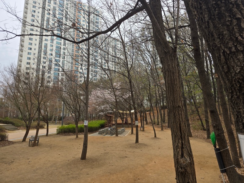 파주 벚꽃명소, 산내공원에서 반려견 산책