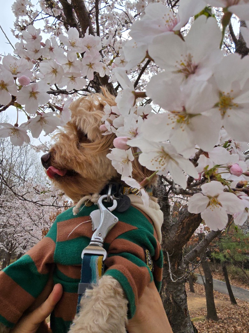 파주 벚꽃명소, 산내공원에서 반려견 산책