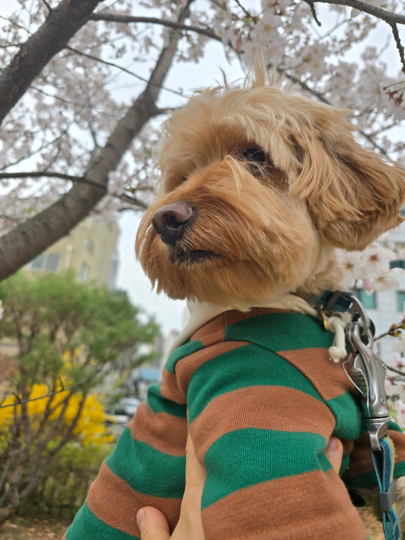 파주 벚꽃명소, 산내공원에서 반려견 산책