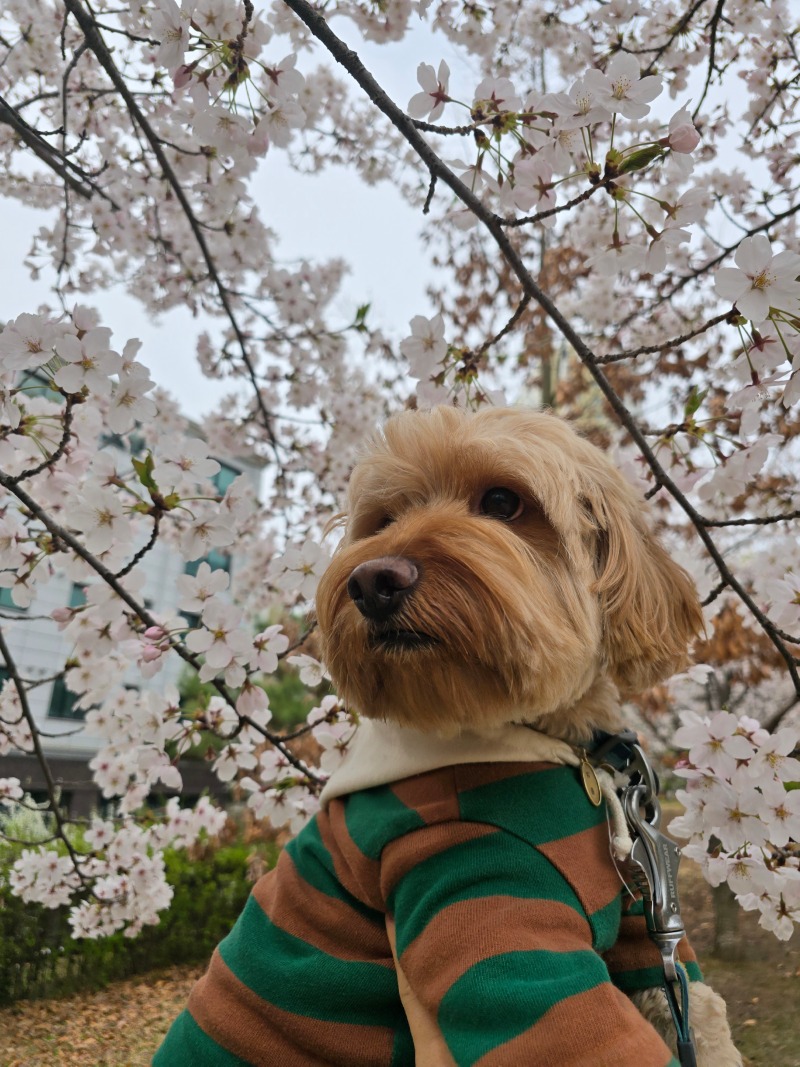 파주 벚꽃명소, 산내공원에서 반려견 산책
