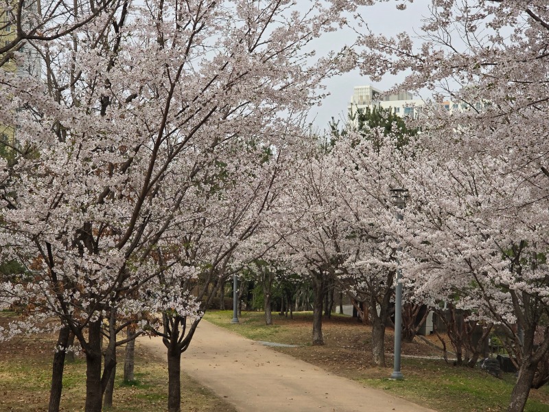 파주 벚꽃명소, 산내공원에서 반려견 산책
