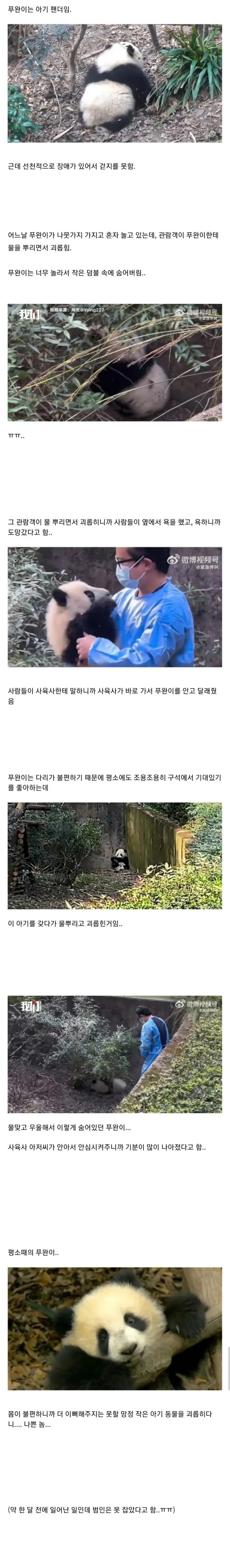 관람객한테 물 맞고 놀란 아기팬더