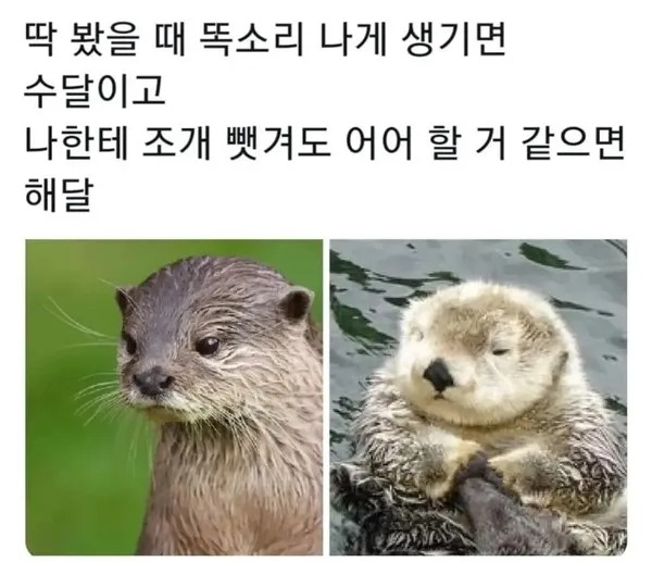 수달과 해달 구분 방법