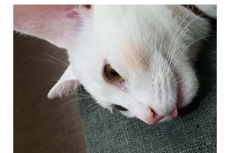 우리 집 고양이 혼자 볼터치?
