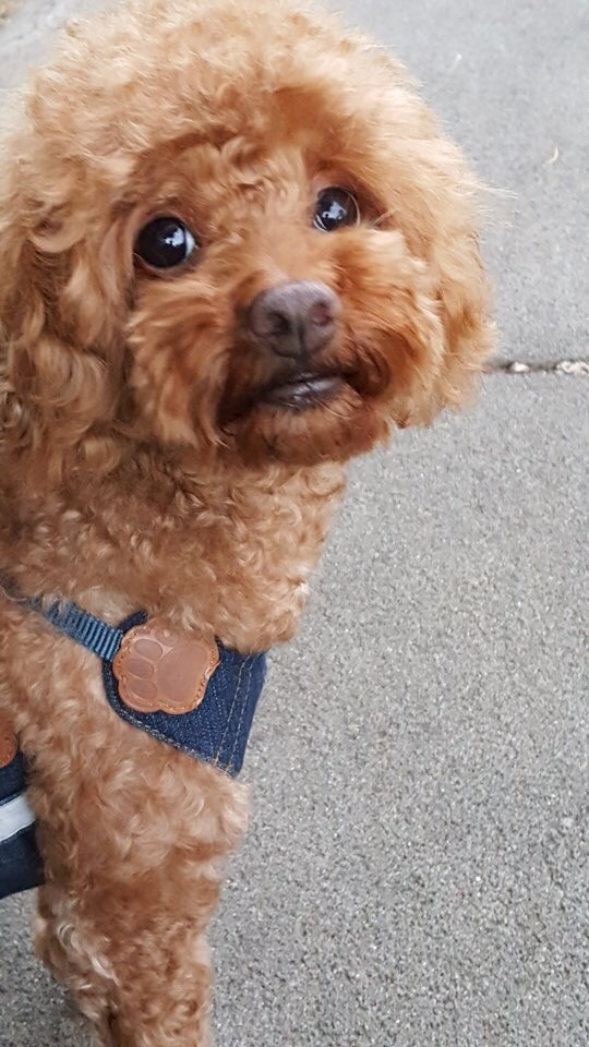 우리 귀여운 뭉치 ㅋㅋ