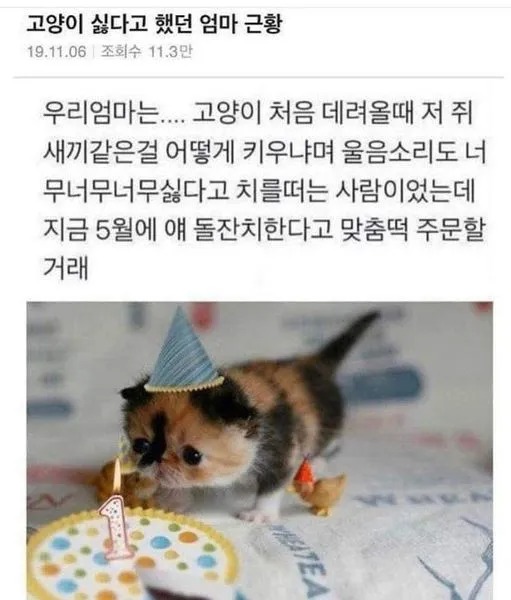 어머니는 고양이가 싫다고 하셧어