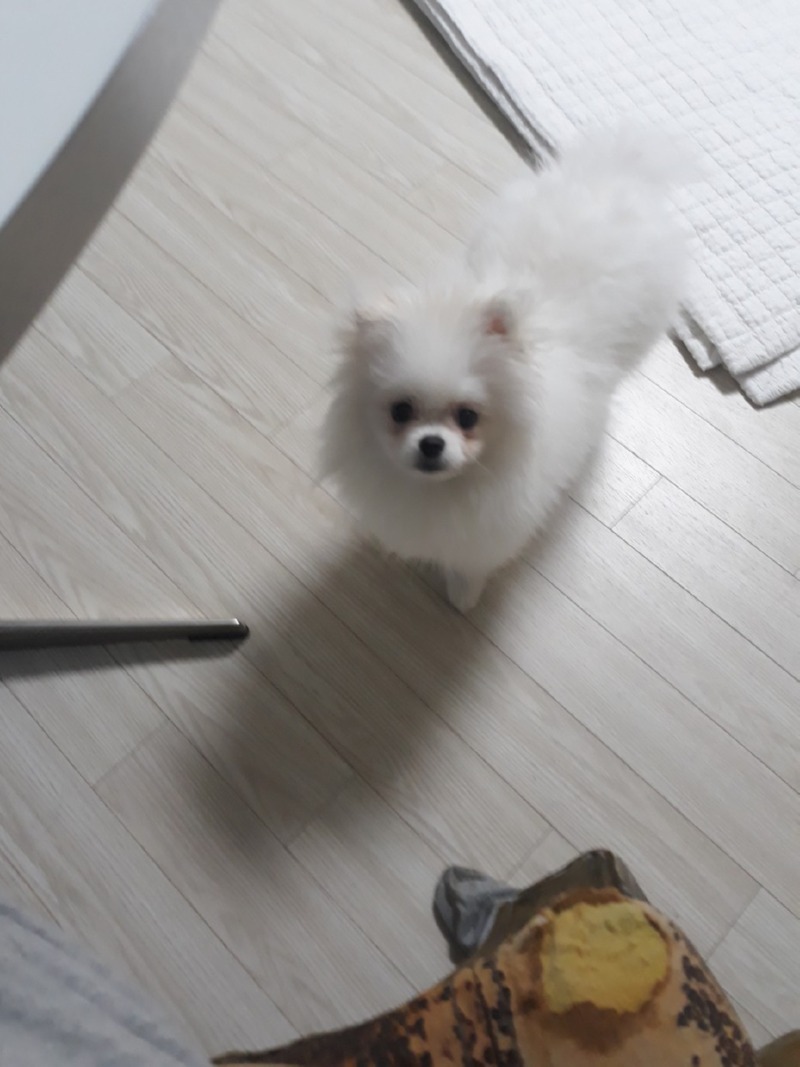 뽀비 너무예뻐용!! ㅎㅎ