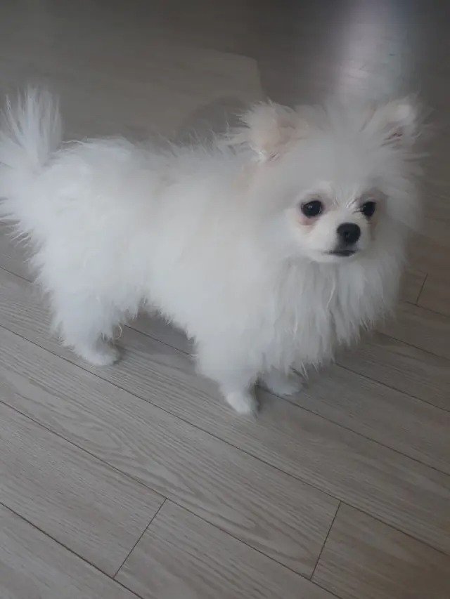 뽀비 너무예뻐용!! ㅎㅎ