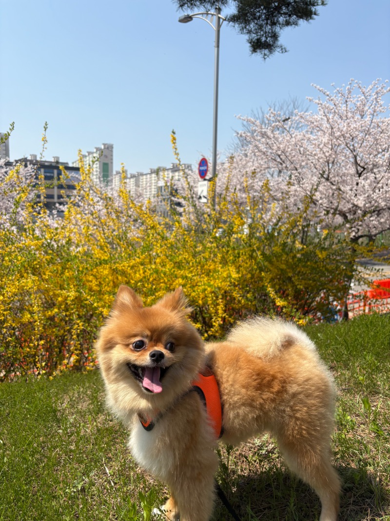 4살 포메라니안 입니다~^^