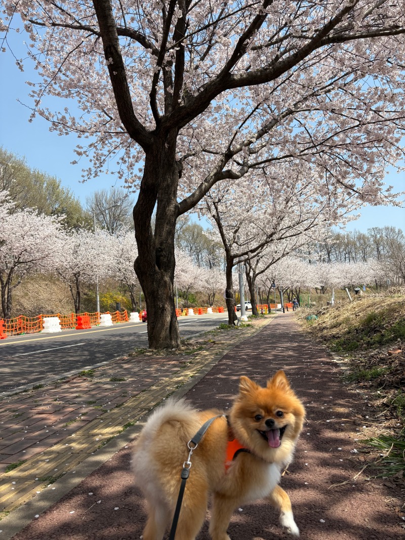 4살 포메라니안 입니다~^^