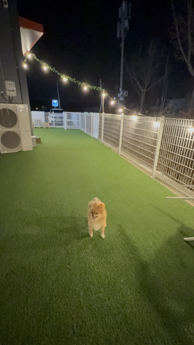 평택 신상카페 조댕이네 애견카페