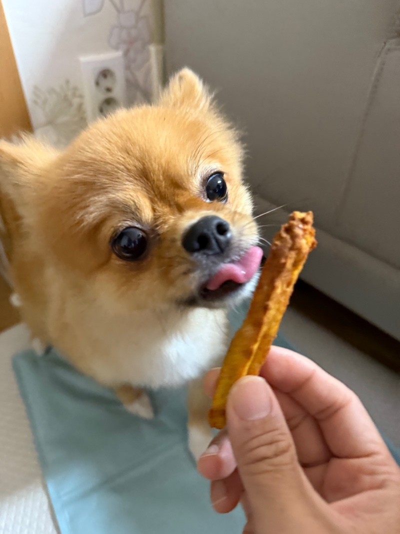 평택 강아지 수제간식전문 멍청하개