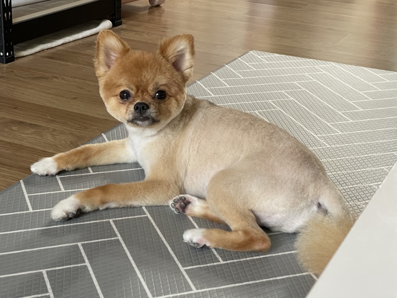 평택 애견미용 저렴한곳 멍뭉이쌀롱
