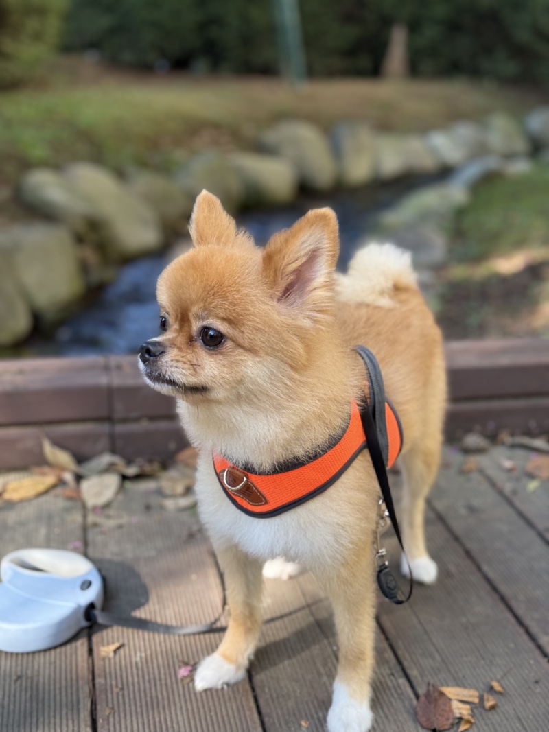 강아지 산책하기 좋은 아산 삽교호