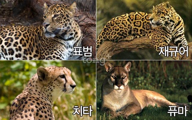 퓨마비교.jpg