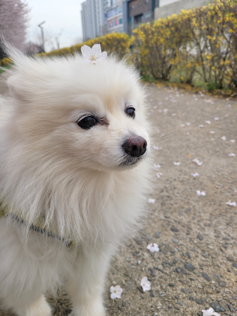 봄이왔오용