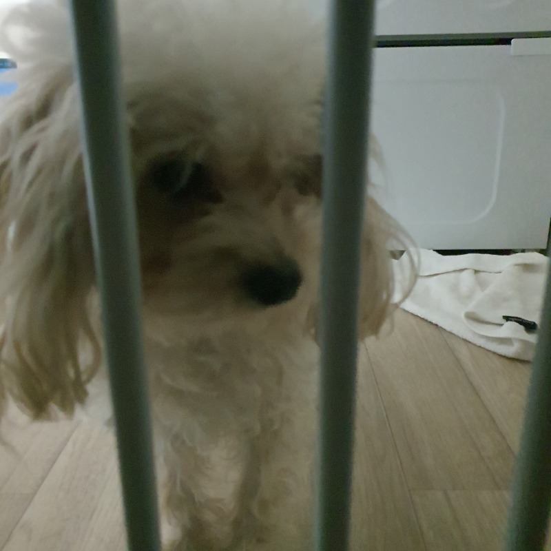 탕이양